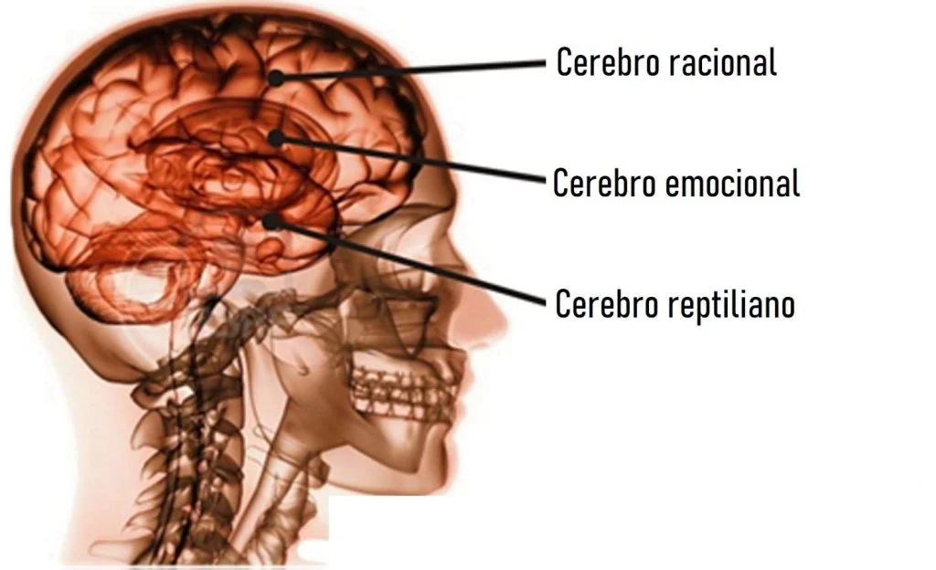 Cerebro triuno, tratamiento del trauma y del apego en psicoterapia. Terapia para traume y estrés post traumático en Galapagar